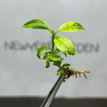 Ficus Elastica Shivereiana Tissue Culture (5 items/bag)