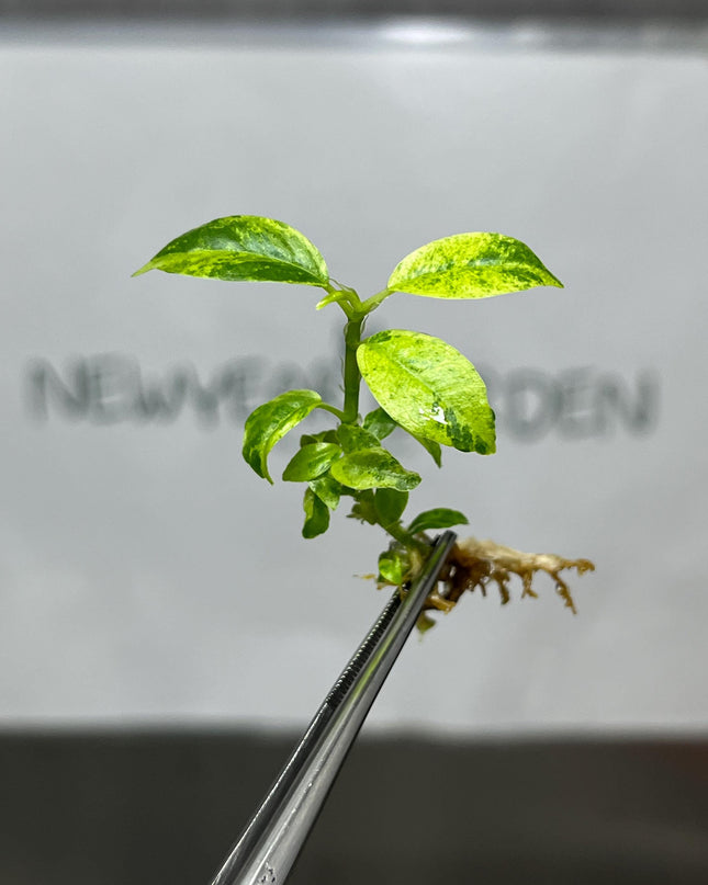 Ficus Elastica Shivereiana Tissue Culture (5 items/bag)