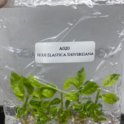 Ficus Elastica Shivereiana Tissue Culture (5 items/bag)