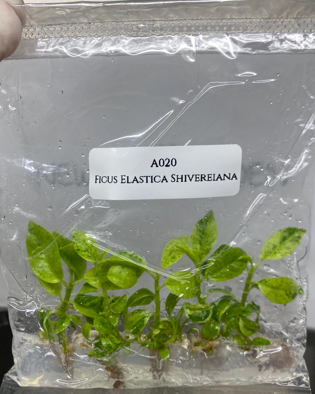 Ficus Elastica Shivereiana Tissue Culture (5 items/bag)