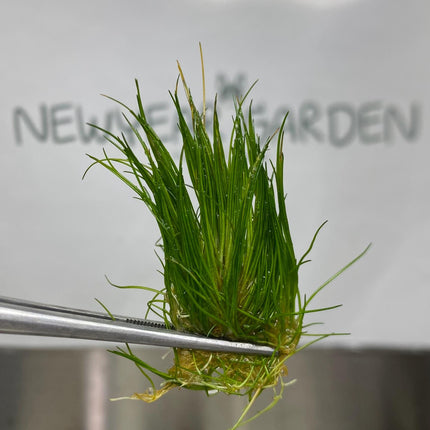 Hair Grass ( Eleocharisacicularis ) Tissue Culture (1 item/bag)