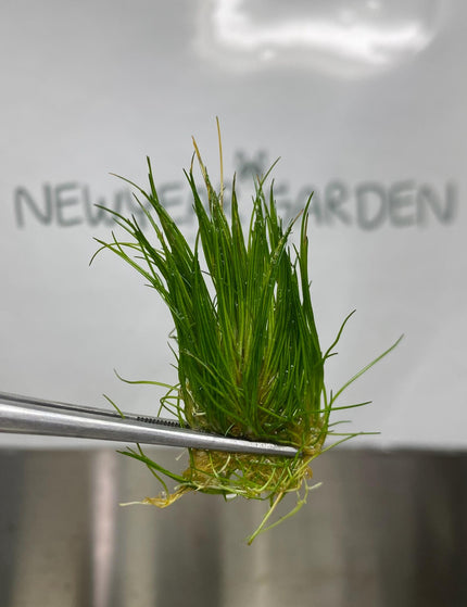 Collection image for: Aquatic Plants