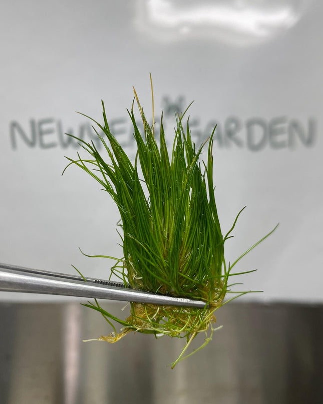 Hair Grass ( Eleocharisacicularis ) Tissue Culture (1 item/bag)