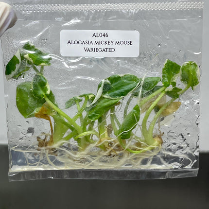 Alocasia Mickey Mouse Albo Variegated Tissue Culture (5 items/bag)