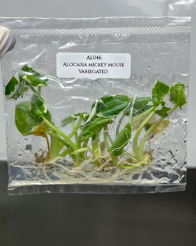 Alocasia Mickey Mouse Albo Variegated Tissue Culture (5 items/bag)