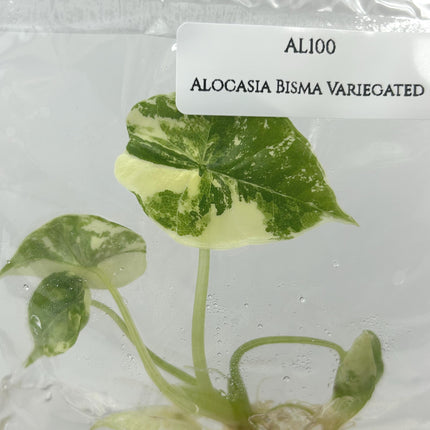 Alocasia Bisma Variegated Tissue Culture (1 item/bag)