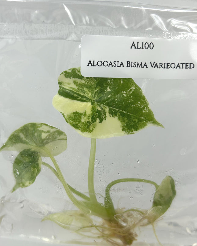 Alocasia Bisma Variegated Tissue Culture (1 item/bag)