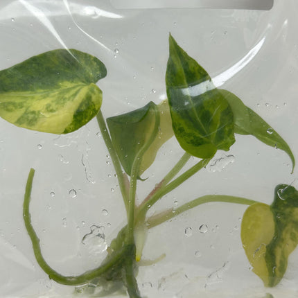 Anthurium Magnificum Hybrid Variegated Tissue Culture (1 item/bag)