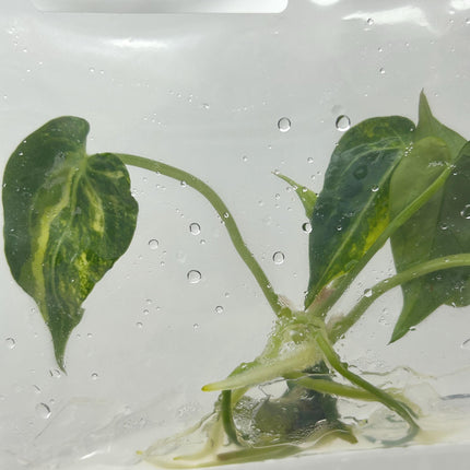 Anthurium Magnificum Hybrid Variegated Tissue Culture (1 item/bag)