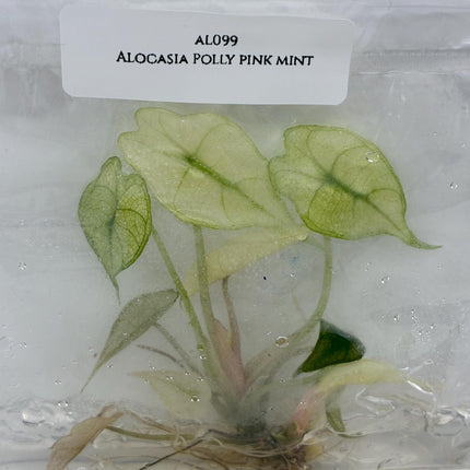 Alocasia Polly Pink Mint Tissue Culture (1 item/bag)