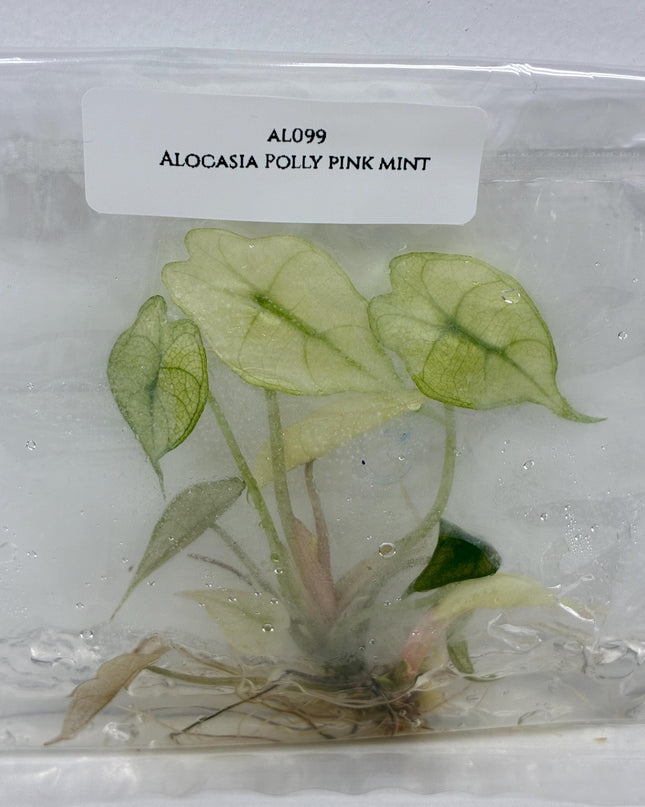 Alocasia Polly Pink Mint Tissue Culture (1 item/bag)