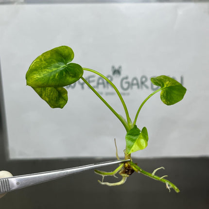Philodendron Selloum Aurea Variegated Tissue Culture (1 item/bag)
