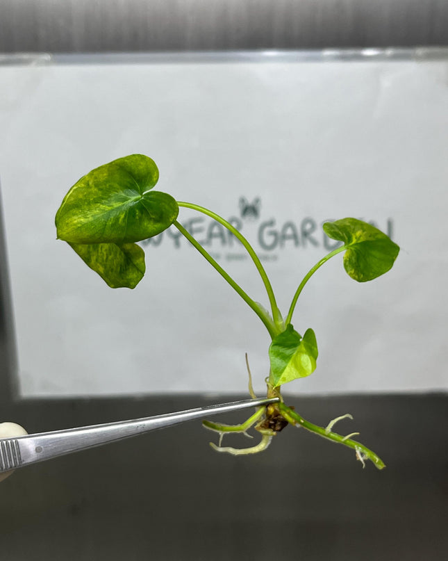 Philodendron Selloum Aurea Variegated Tissue Culture (1 item/bag)