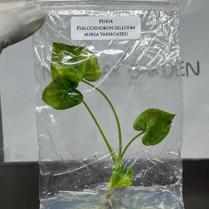 Philodendron Selloum Aurea Variegated Tissue Culture (1 item/bag)