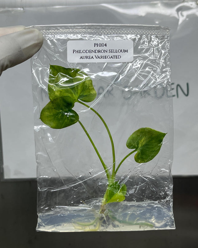 Philodendron Selloum Aurea Variegated Tissue Culture (1 item/bag)