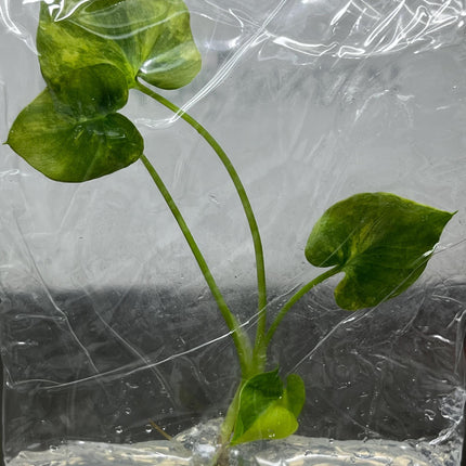 Philodendron Selloum Aurea Variegated Tissue Culture (1 item/bag)