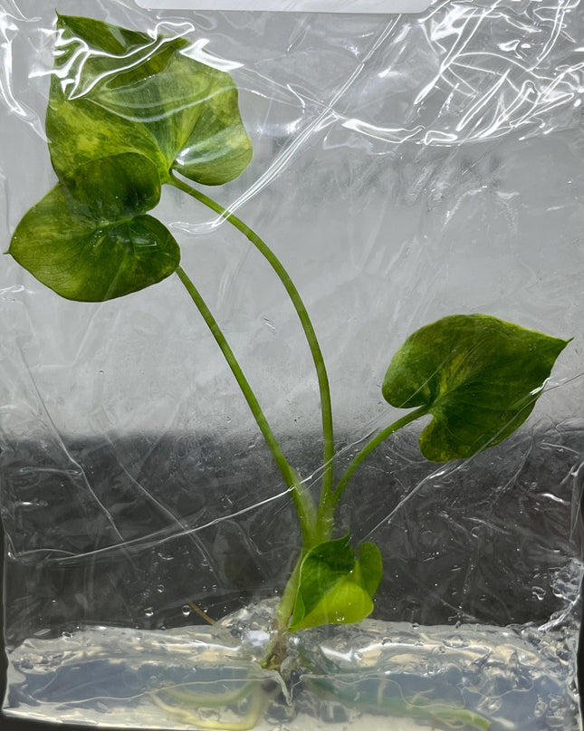 Philodendron Selloum Aurea Variegated Tissue Culture (1 item/bag)