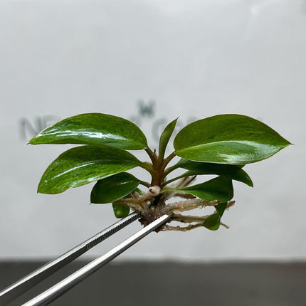 Philodendron red congo dwarf Variegated Tissue Culture (1 item/bag)