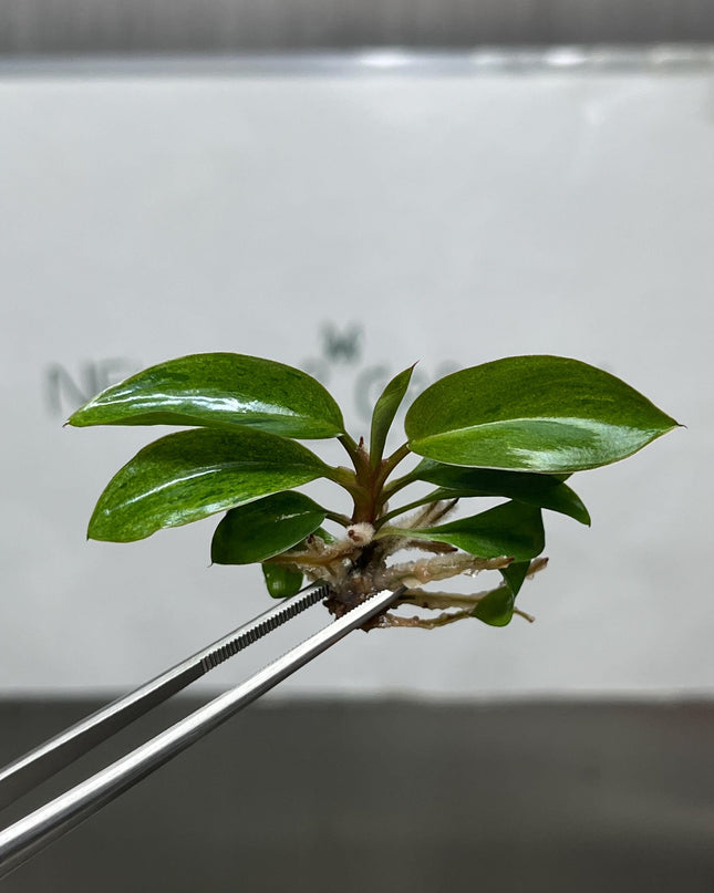 Philodendron red congo dwarf Variegated Tissue Culture (1 item/bag)
