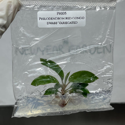 Philodendron red congo dwarf Variegated Tissue Culture (1 item/bag)
