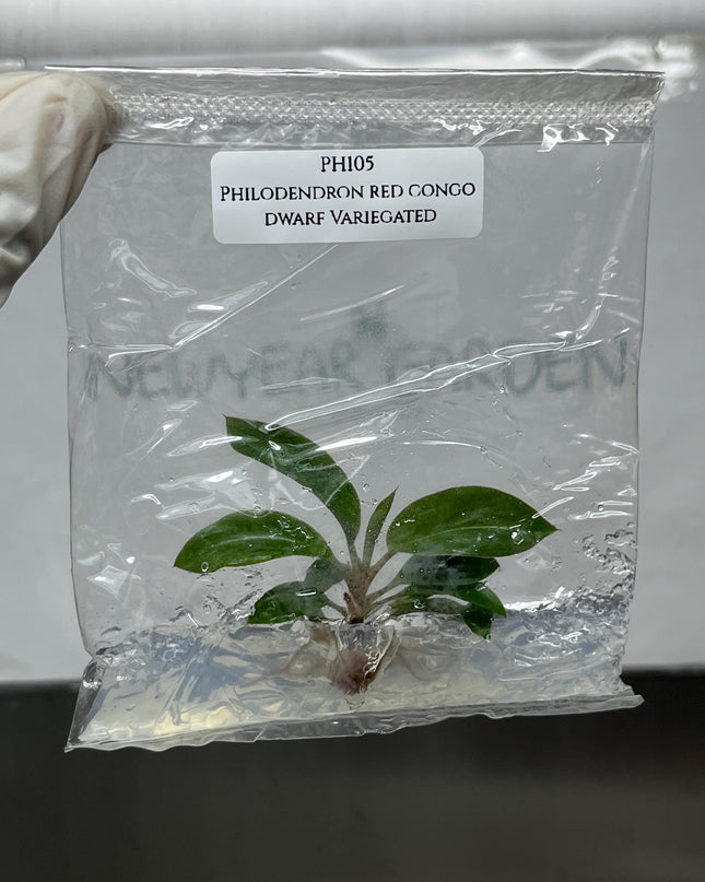Philodendron red congo dwarf Variegated Tissue Culture (1 item/bag)