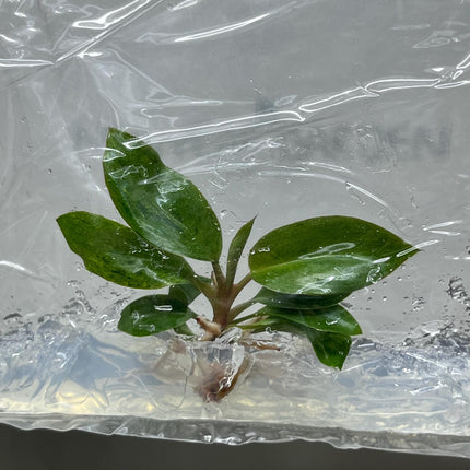 Philodendron red congo dwarf Variegated Tissue Culture (1 item/bag)