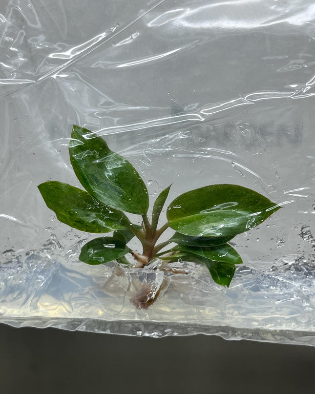 Philodendron red congo dwarf Variegated Tissue Culture (1 item/bag)