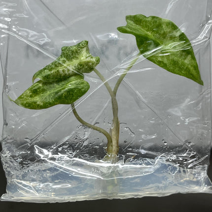 Alocasia Black Satun 'Stardust' Variegated Tissue Culture (1 item/bag)