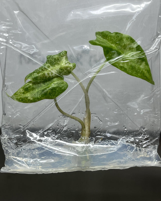 Alocasia Black Satun 'Stardust' Variegated Tissue Culture (1 item/bag)