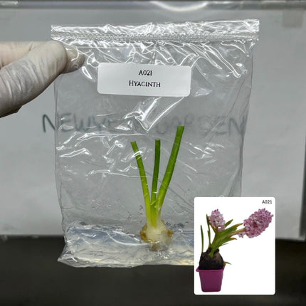 Hyacinth Tissue Culture (1 item/bag)