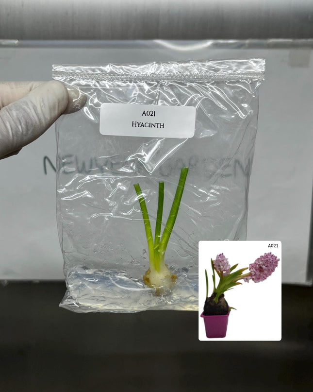 Hyacinth Tissue Culture (1 item/bag)