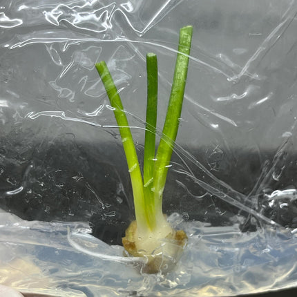 Hyacinth Tissue Culture (1 item/bag)