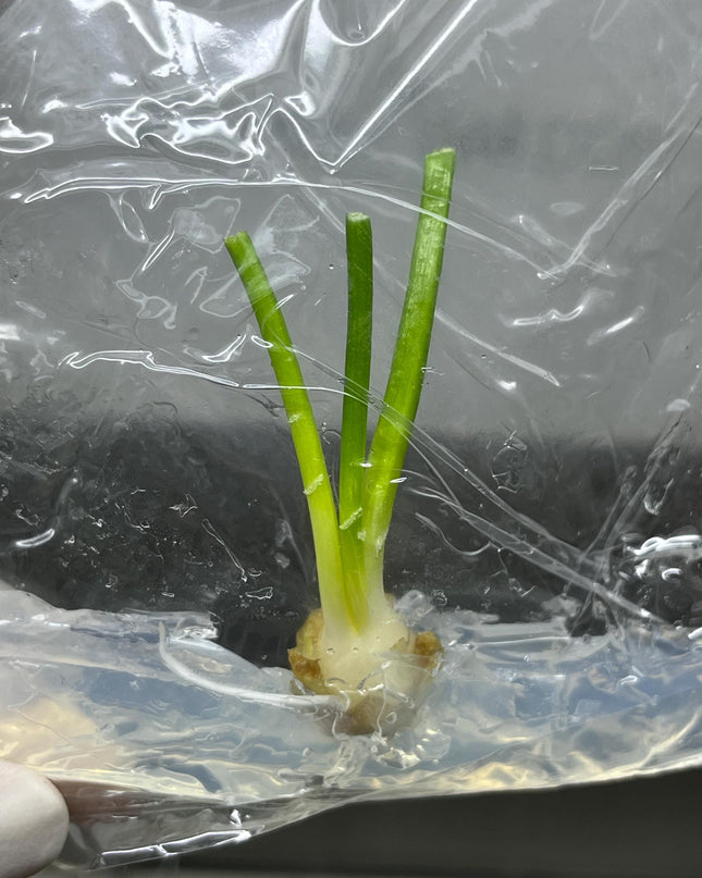 Hyacinth Tissue Culture (1 item/bag)