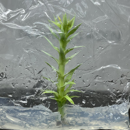 Huperzia Goebelii Tissue Culture (1 item/bag)