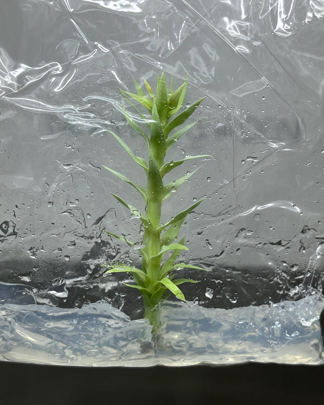 Huperzia Goebelii Tissue Culture (1 item/bag)