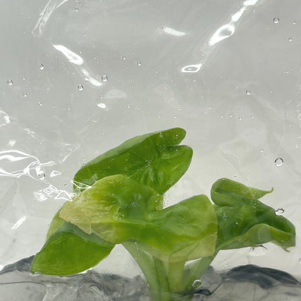 Alocasia hypoleuca mahaphetara Tissue Culture (1 item/bag)
