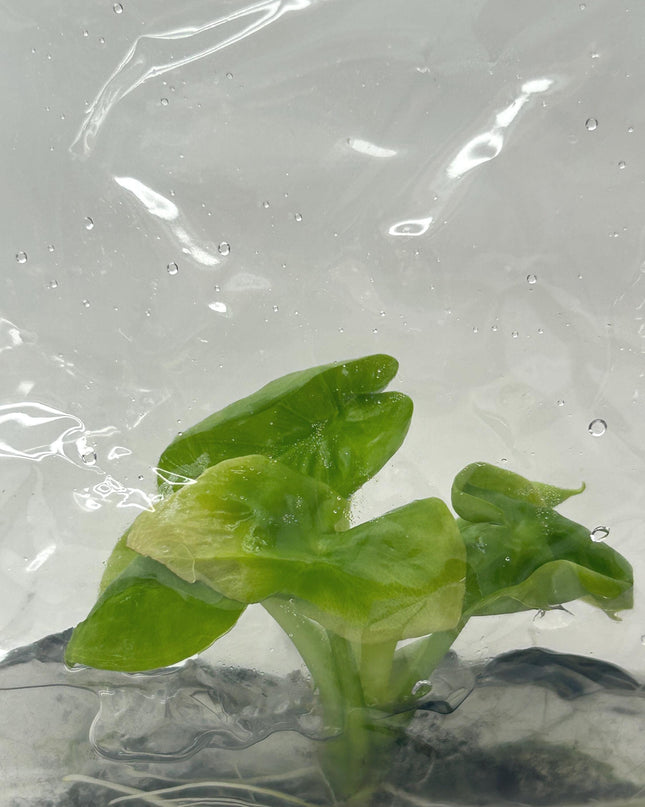 Alocasia hypoleuca mahaphetara Tissue Culture (1 item/bag)