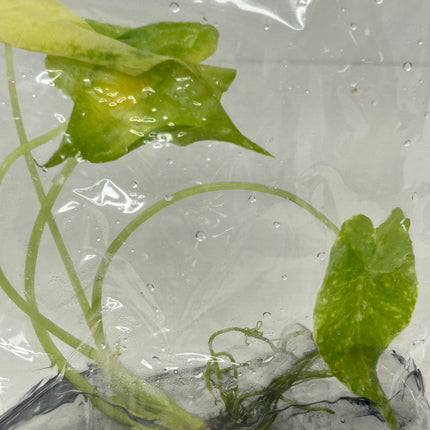 Alocasia New guinea gold Tissue Culture (1 item/bag)