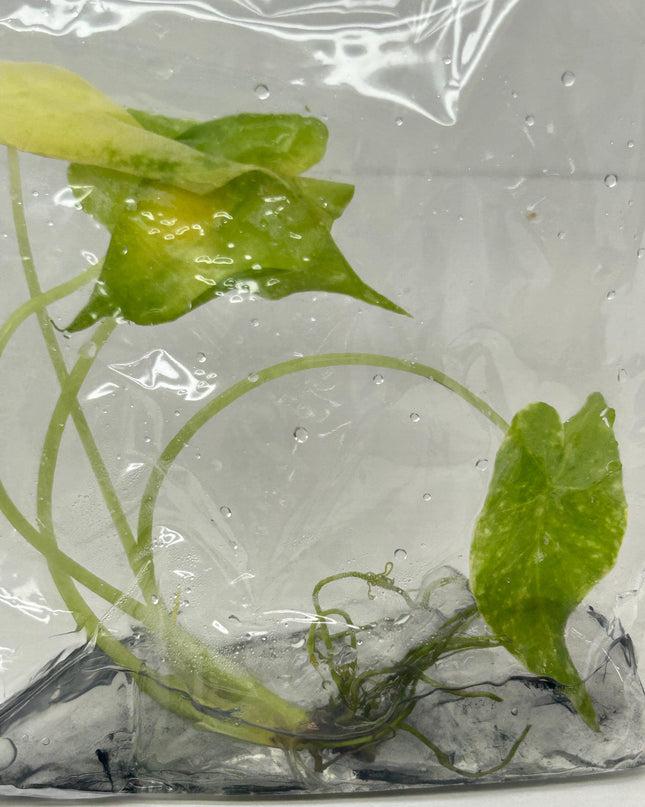 Alocasia New guinea gold Tissue Culture (1 item/bag)