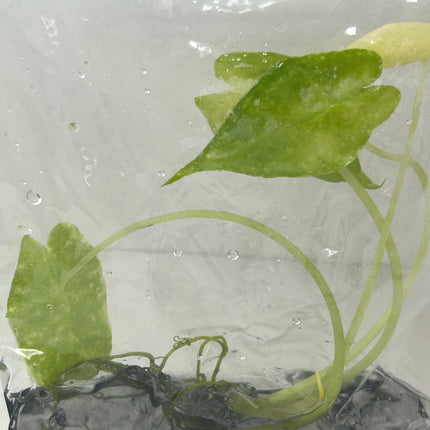 Alocasia New guinea gold Tissue Culture (1 item/bag)