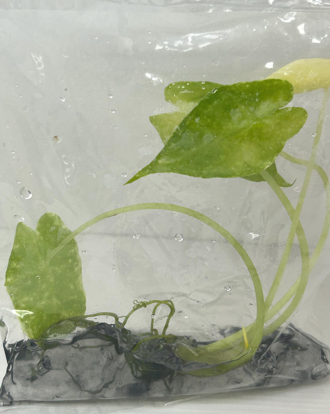 Alocasia New guinea gold Tissue Culture (1 item/bag)