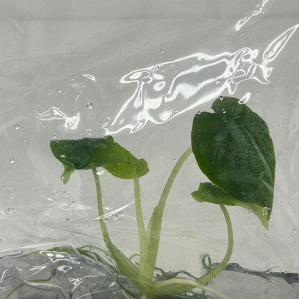 Alocasia Antoro Tissue Culture (1 item/bag)