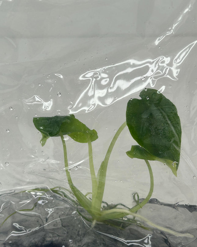 Alocasia Antoro Tissue Culture (1 item/bag)(1-2 leaves)