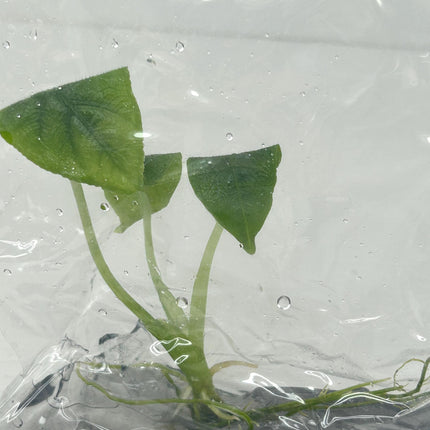Alocasia Antoro Tissue Culture (1 item/bag)