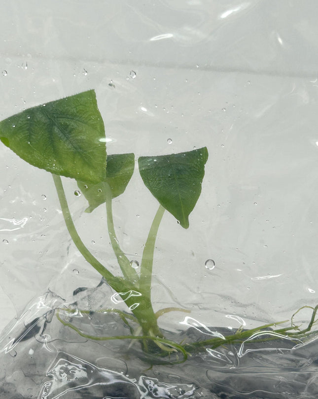 Alocasia Antoro Tissue Culture (1 item/bag)(1-2 leaves)