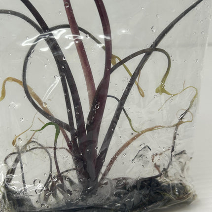 Alocasia flying squid Tissue Culture (1 item/bag)