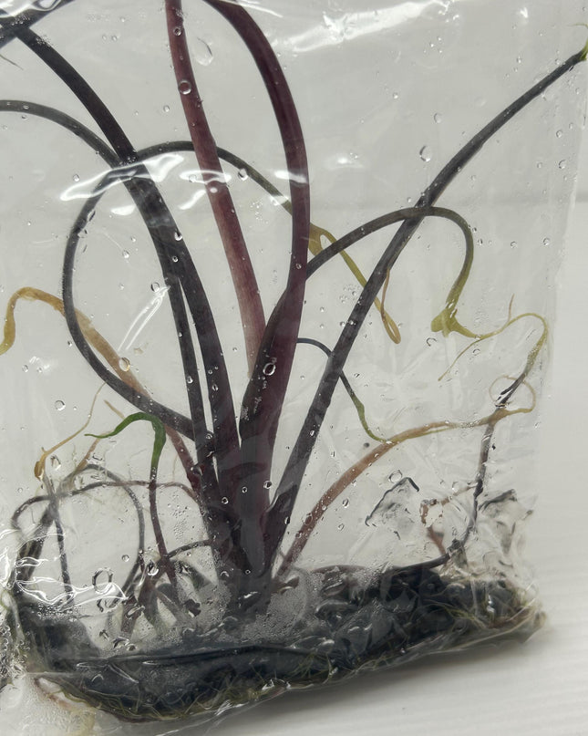 Alocasia flying squid Tissue Culture (1 item/bag)