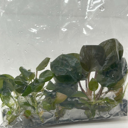 Homalomena Ardua Tissue Culture (5 items/bag)