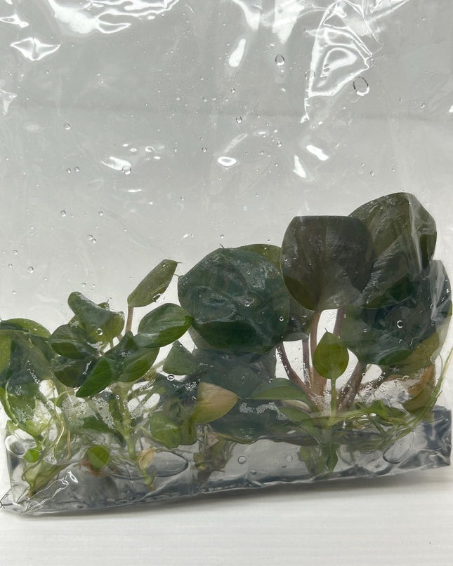 Homalomena Ardua Tissue Culture (5 items/bag)