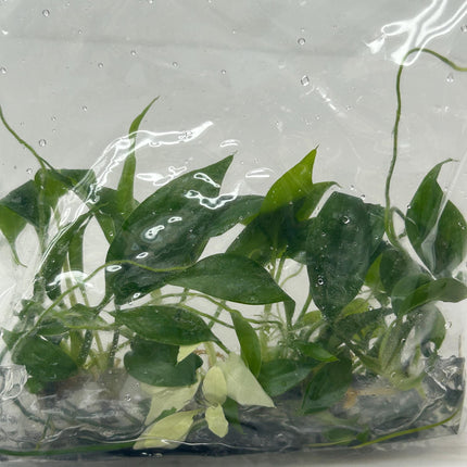 Homalomena CF. Aromatica (Spreng.) Schott Tissue Culture (5 items/bag)